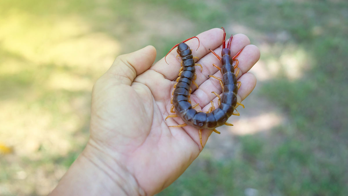 dead centepede at home significance