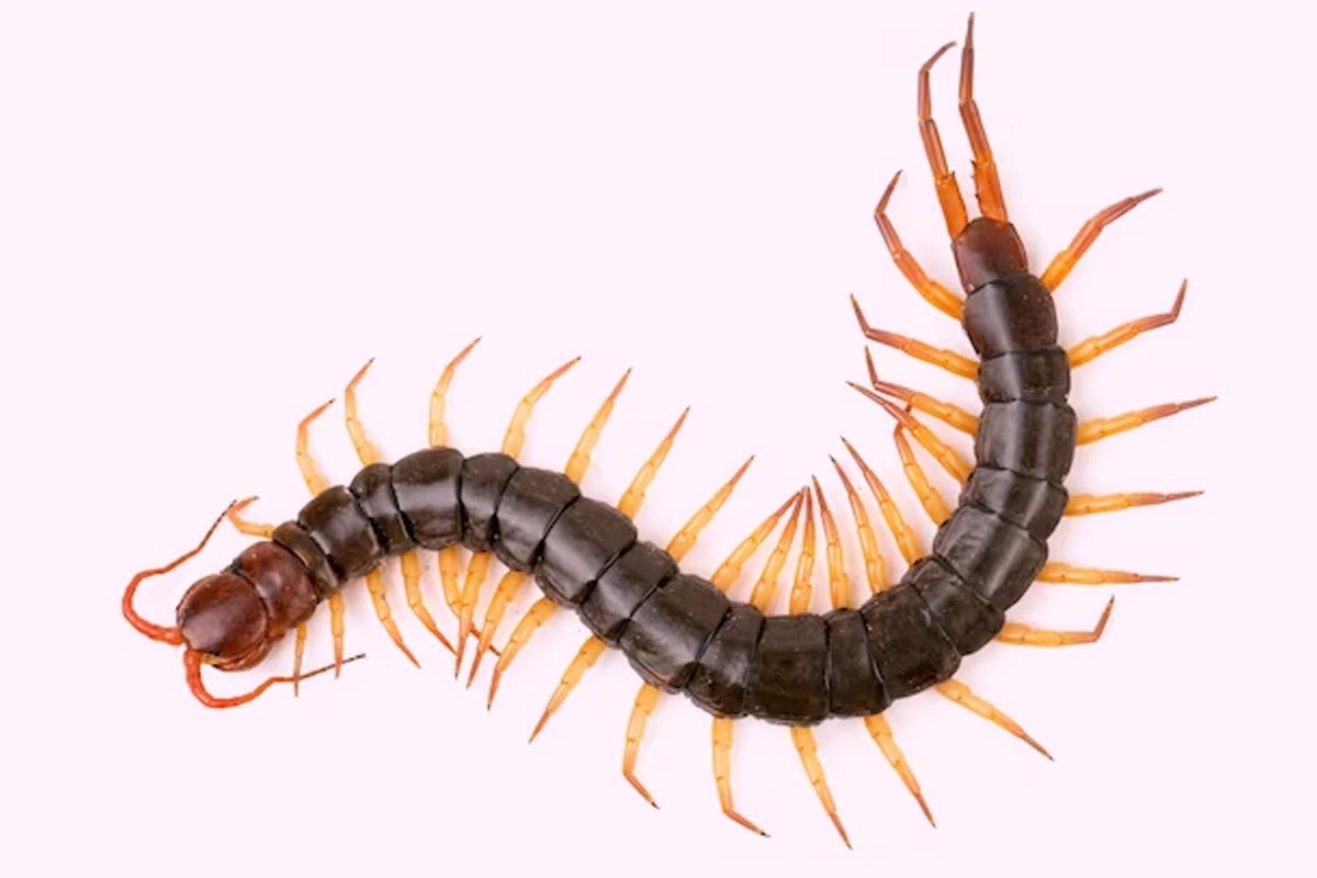 dead centepede dekhne se kya hota hai