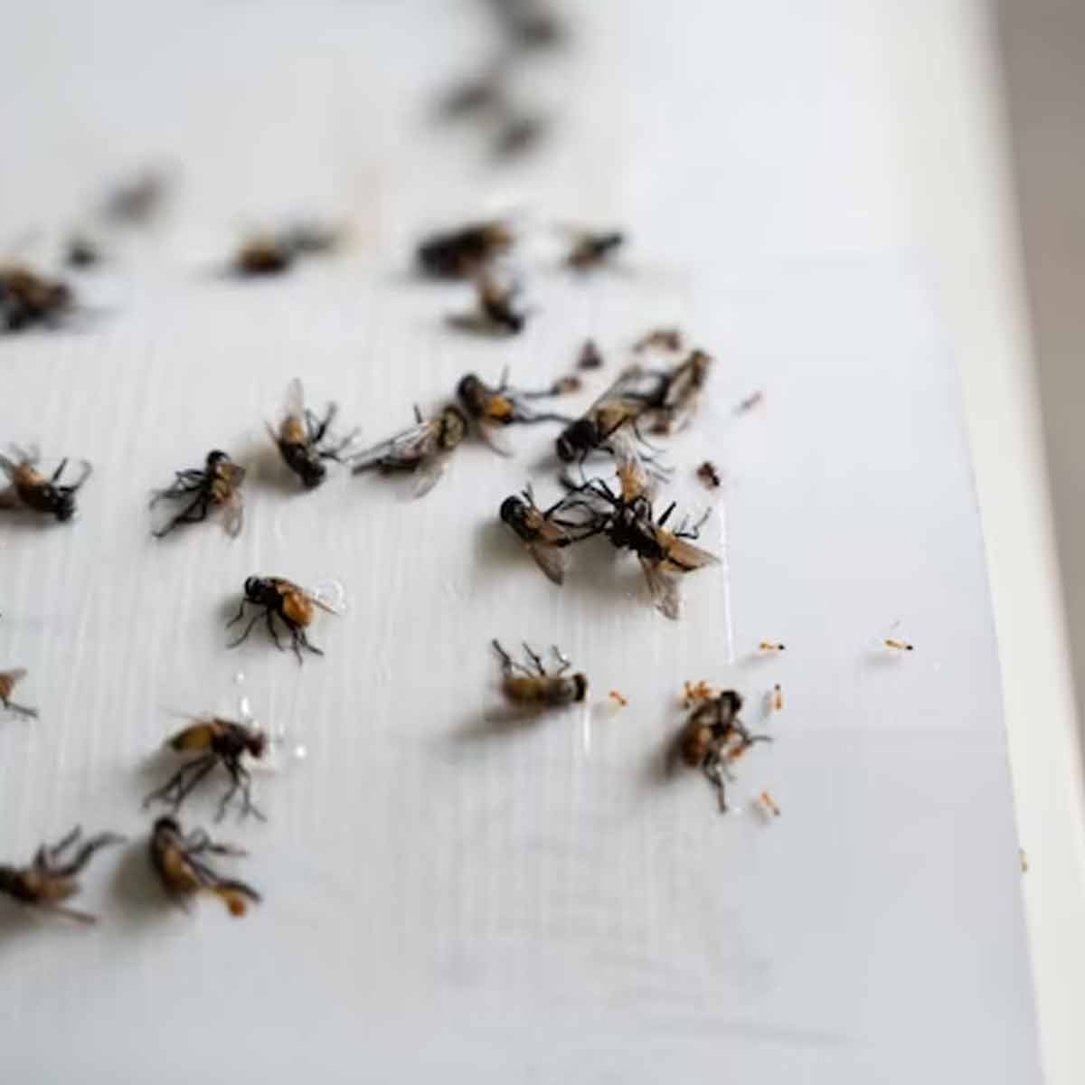 home remedies to get rid of flies