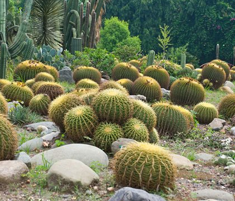 interesting facts about asia largest cactus garden