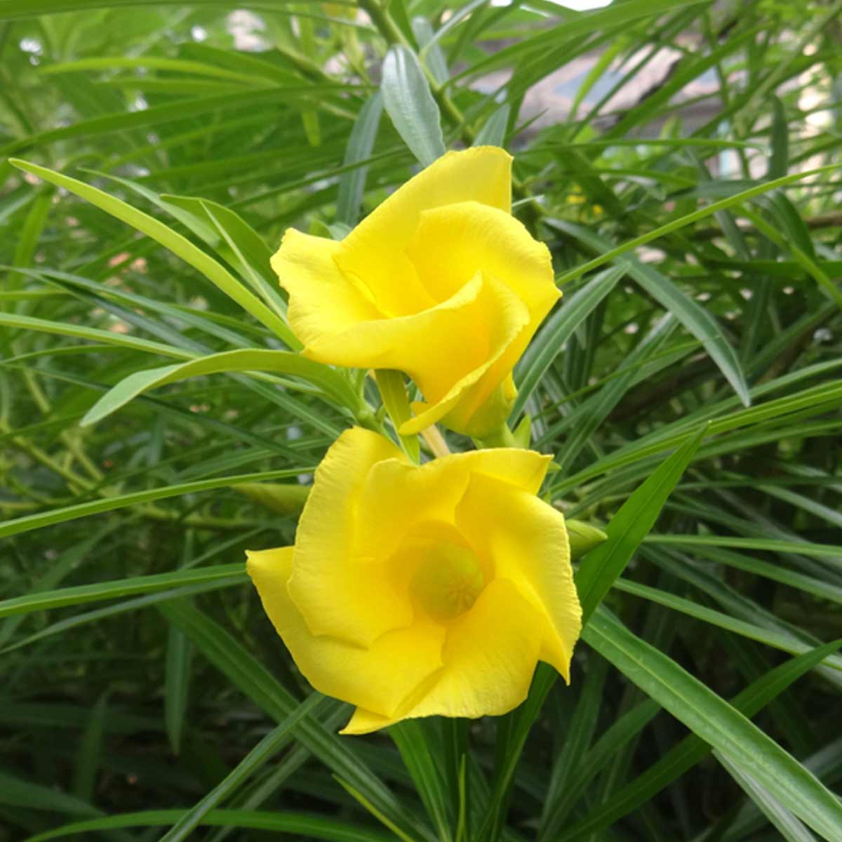 kaner flower importance in puja