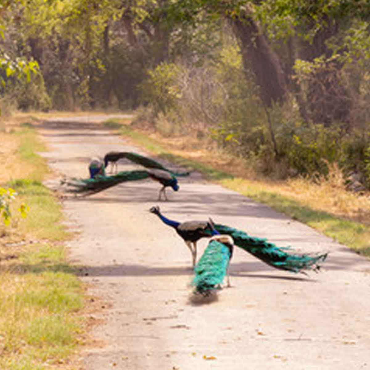 know about peacock park in chandigarh