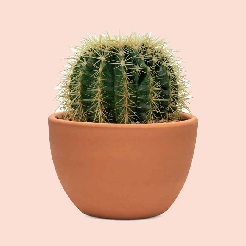 living area and plants