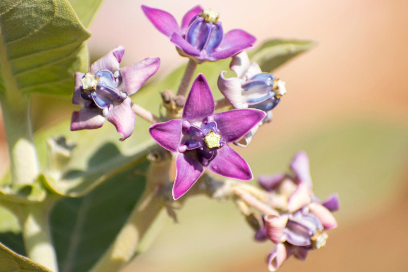 lord shiva favourite flower aak