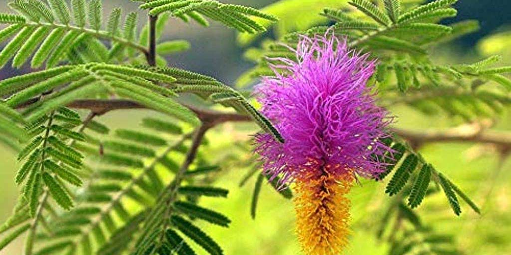 lord shiva favourite flower