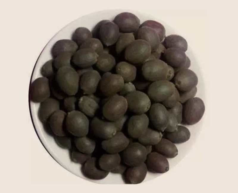 lotus seeds to plant