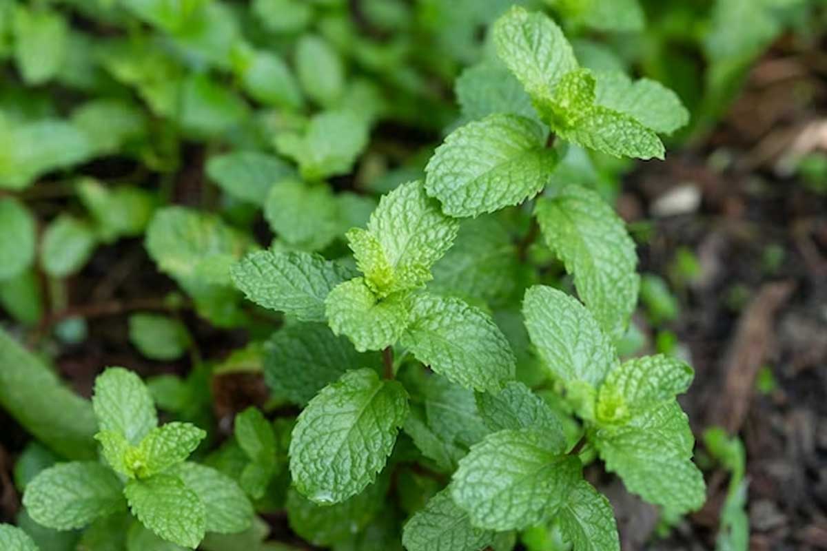 mint for younger looking skin