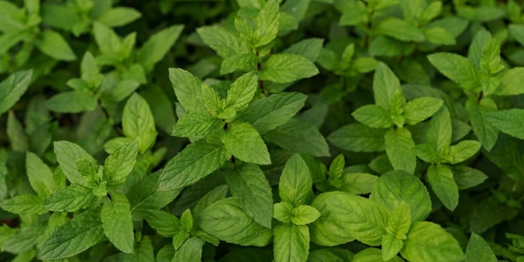 mint leaf