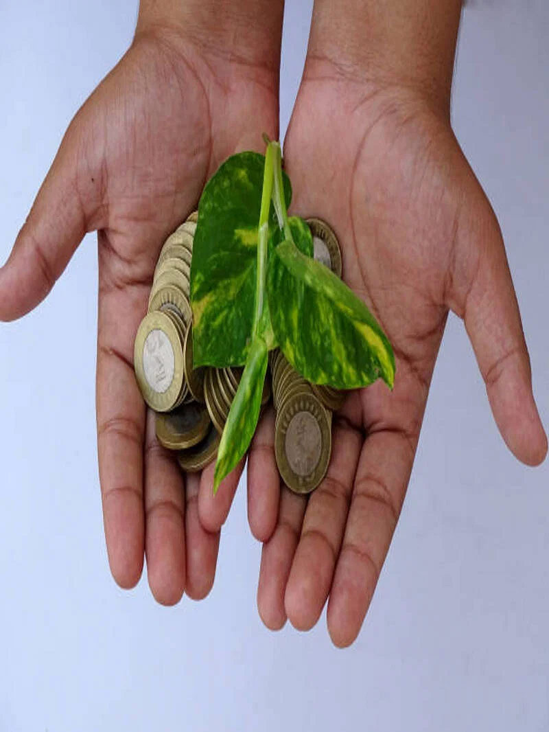 money plant daan karna chahiye