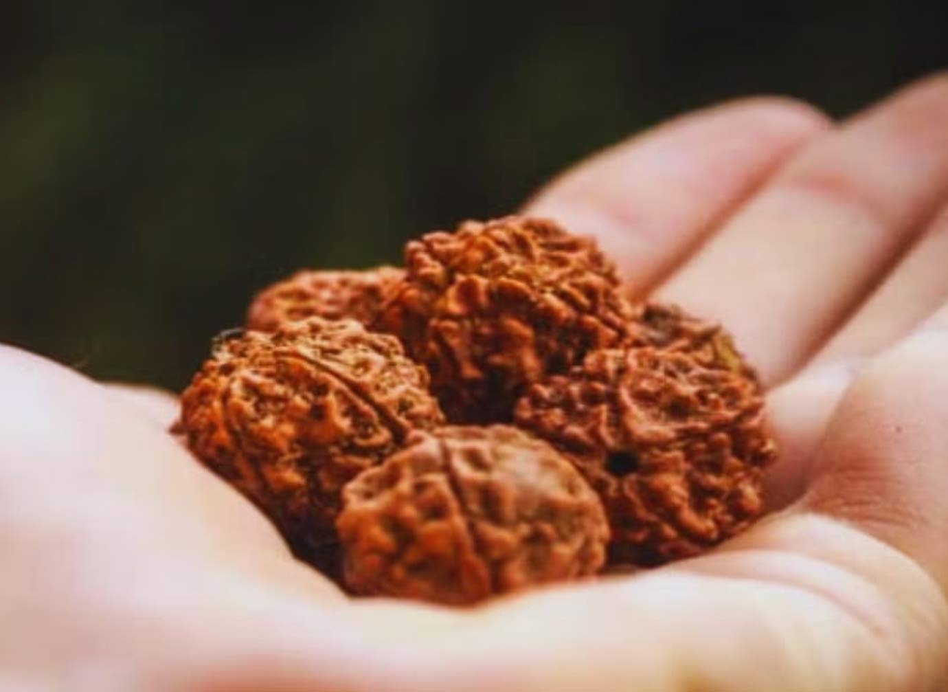 rudraksha