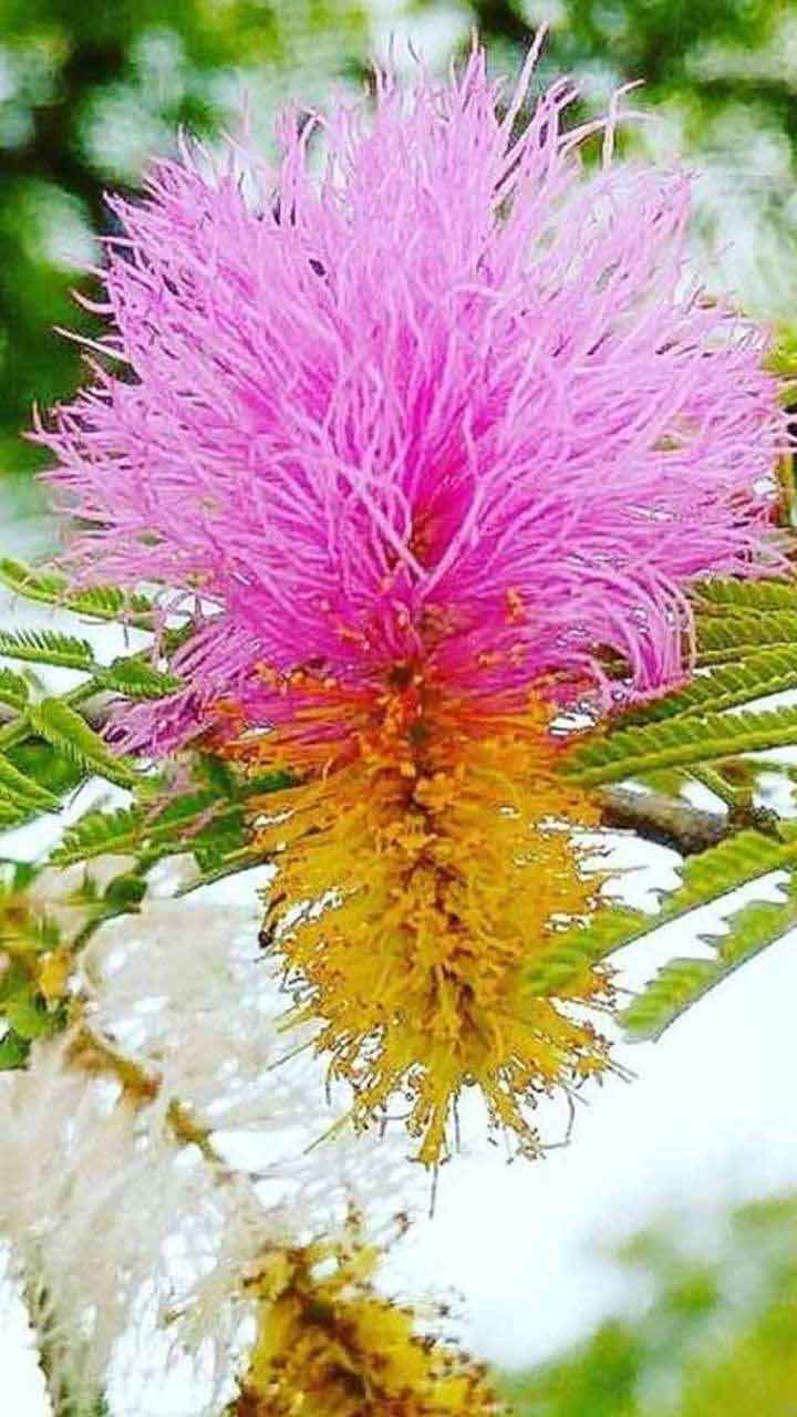 shami ka phool kaisa hota hai