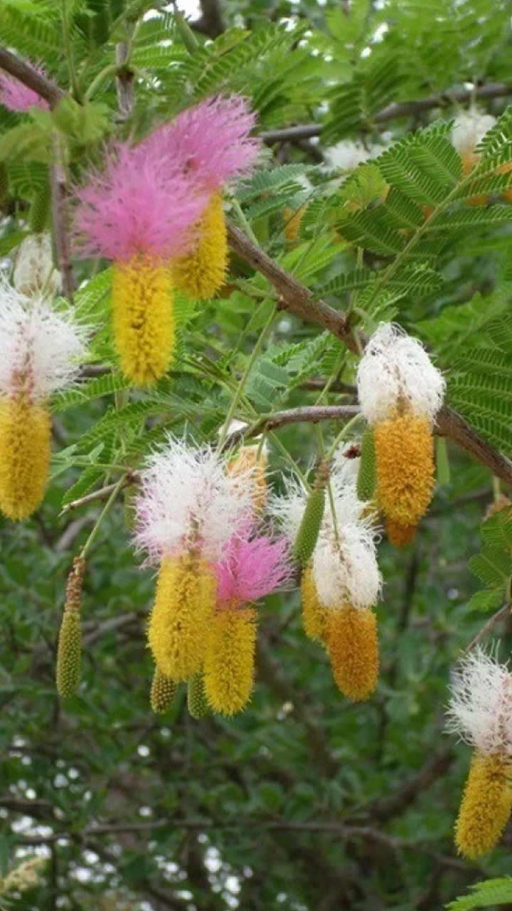 shami ke phool ka mahatva