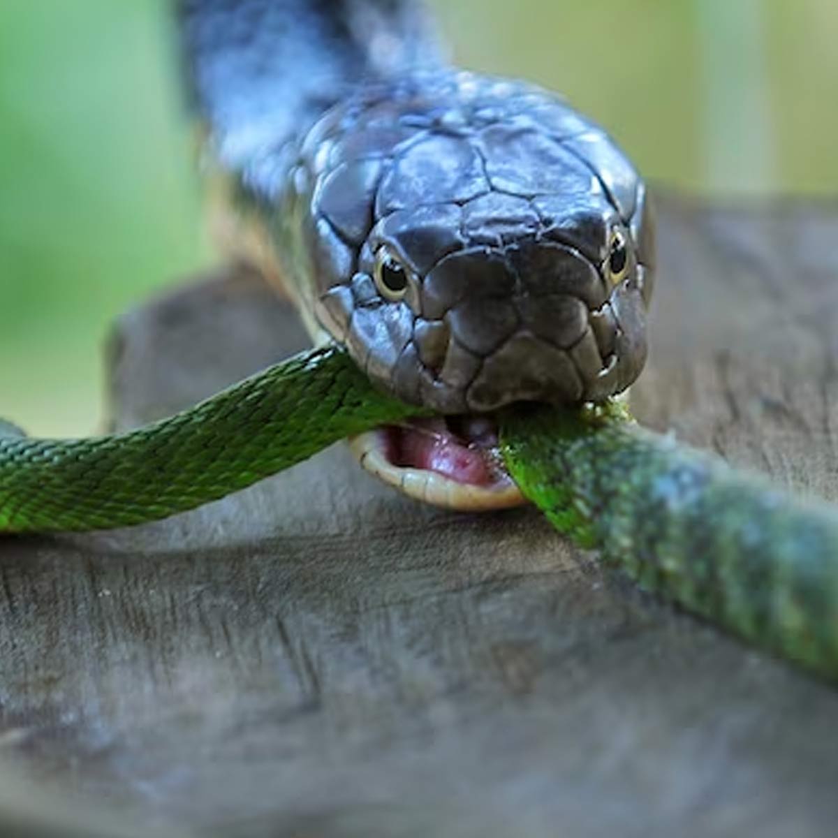 snake bite in dream meaning in hindi