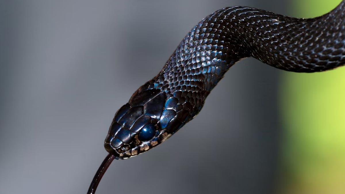 snake in tree meaning