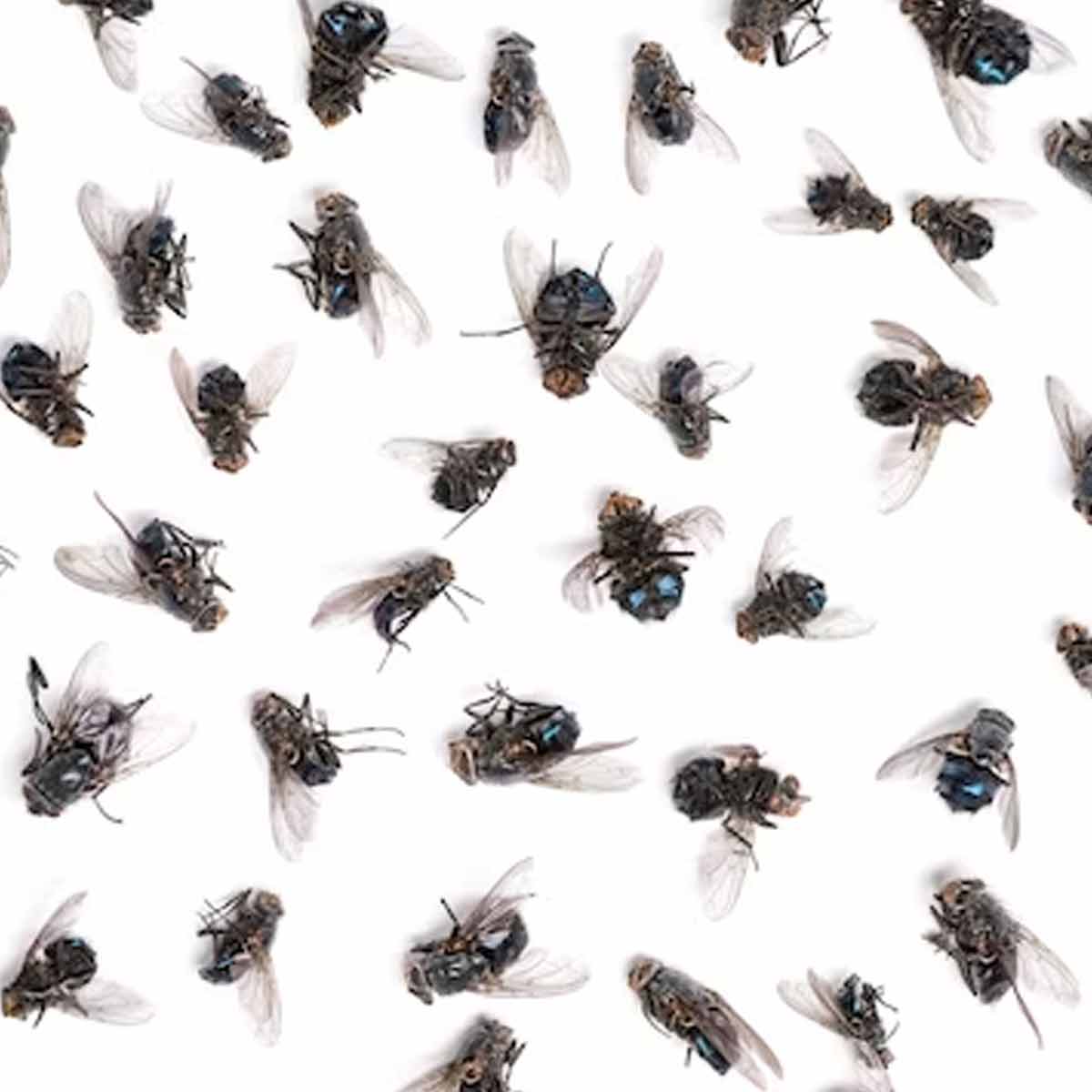 tricks to get rid of flies ()