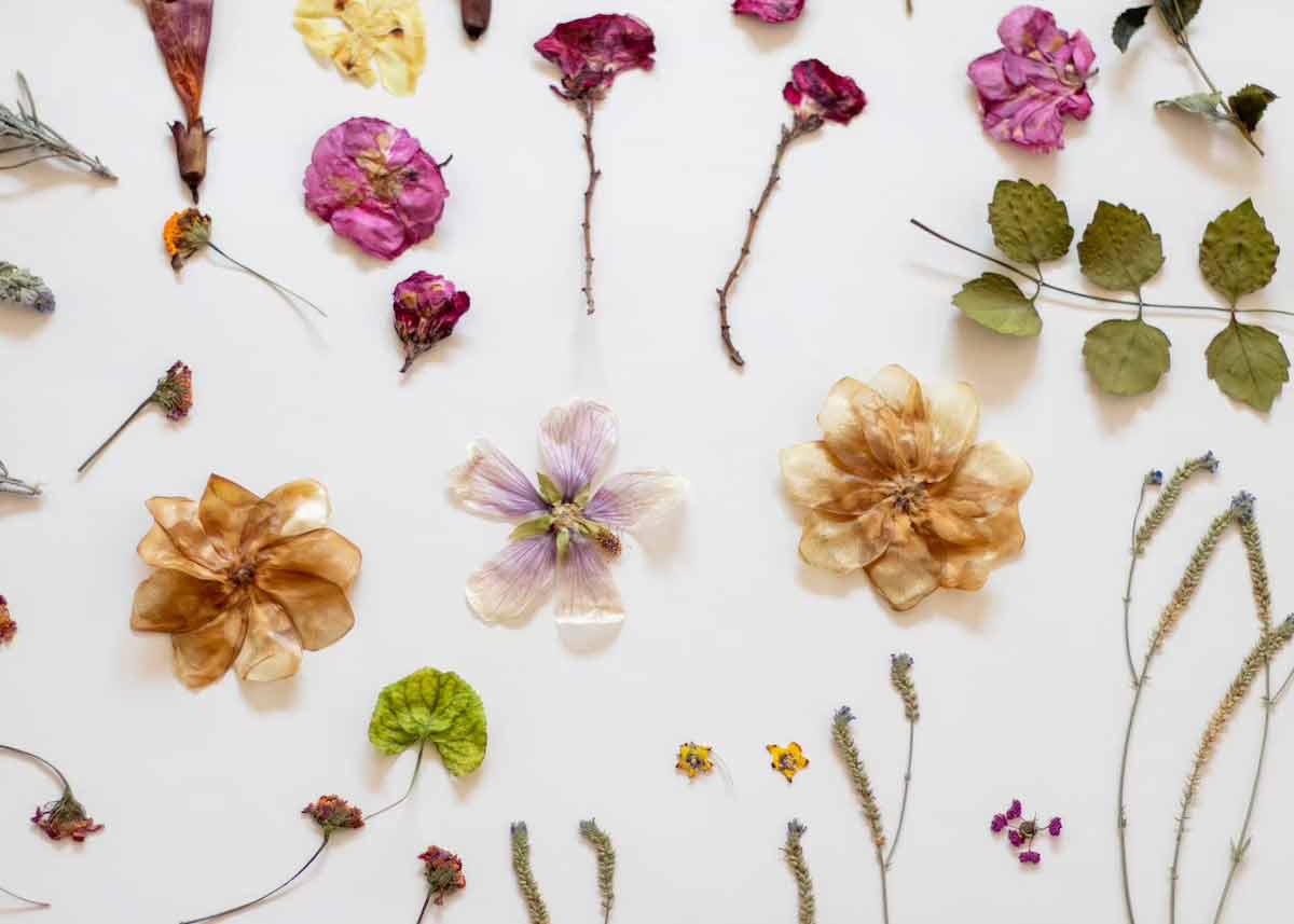 vastu tips for living area plants in hindi