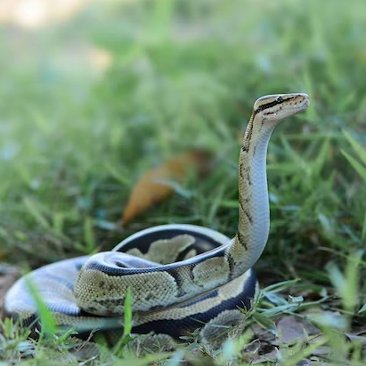 what happens if you see snake