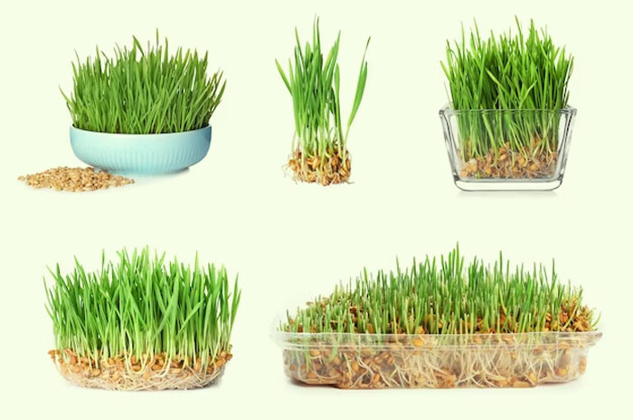 wheatgrass