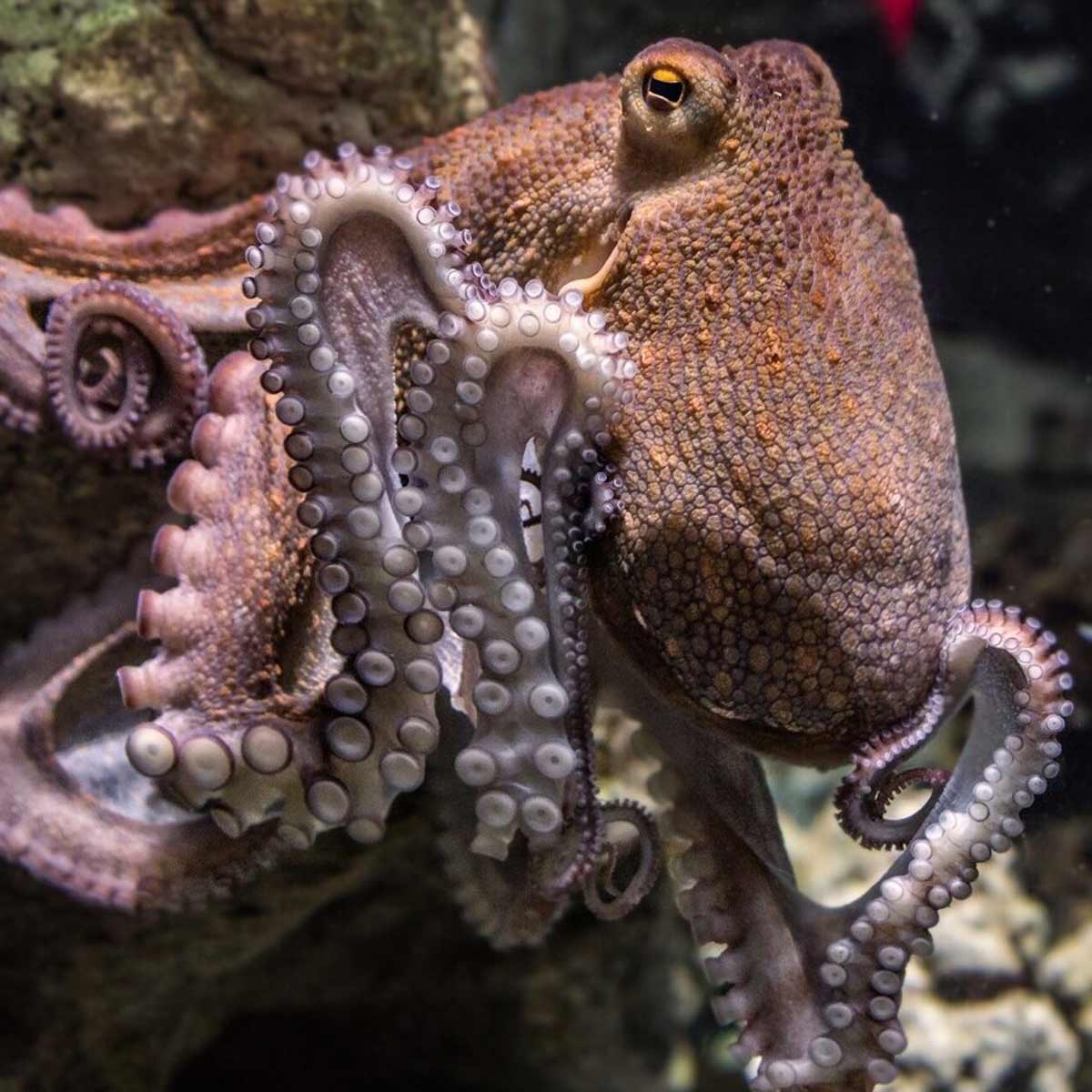 which creature has hearts and brains