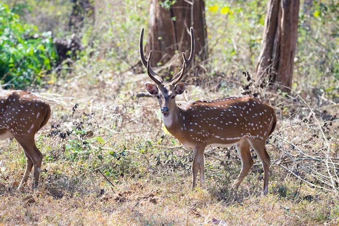 Binsar Wildlife Sanctuary