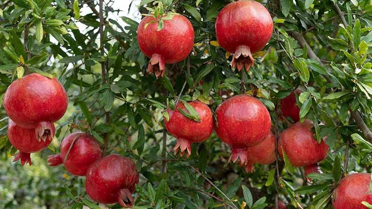 Plant pomegranate tree at home