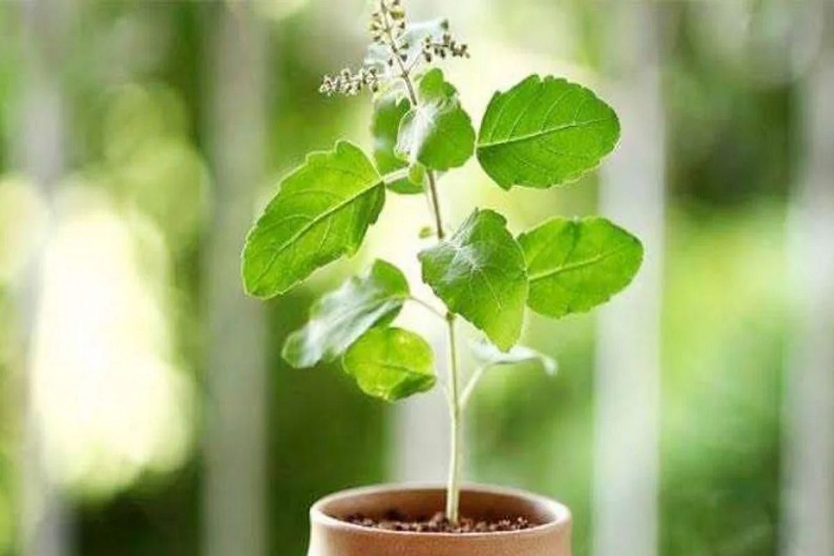 Tulsi Benefit in Marathi