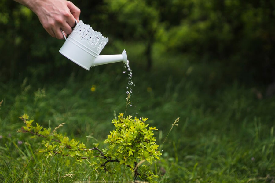 What happens to plants in distilled water