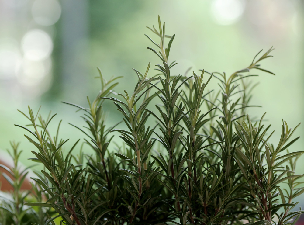best companion plants with rosemary