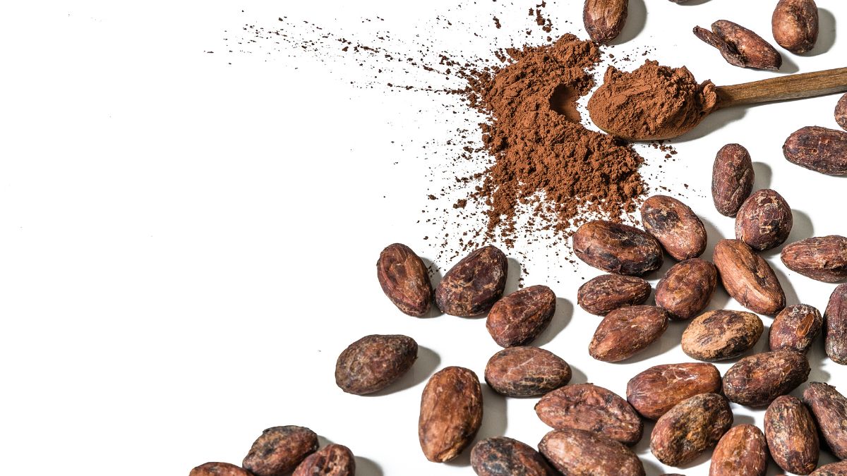 cocoa seeds trend