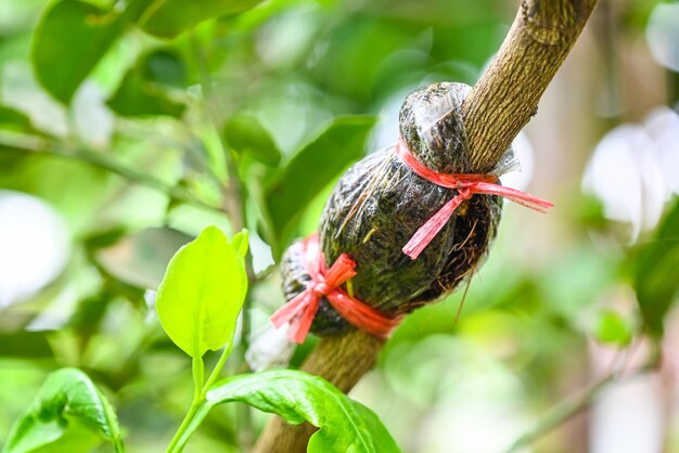 grow  fruit salad tree at home