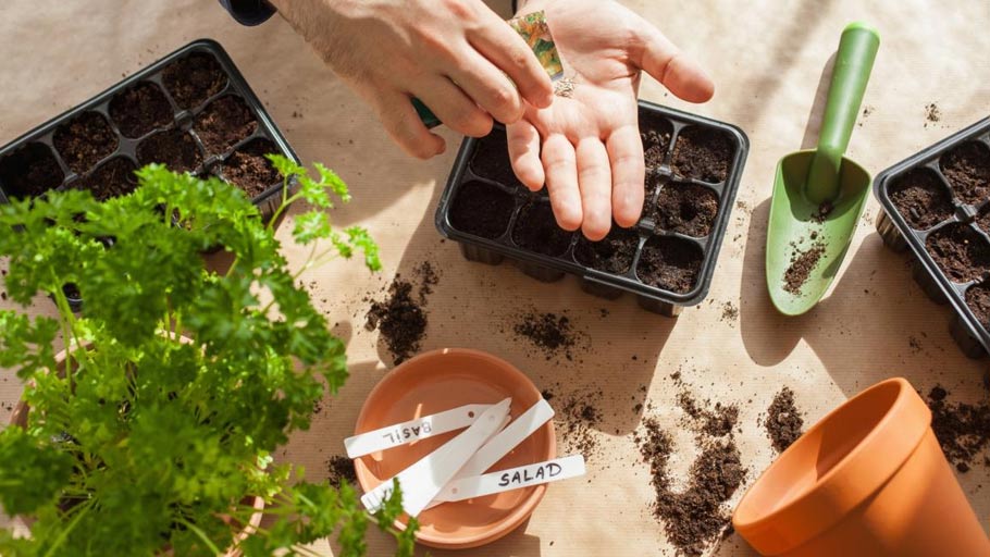 how do you grow a fruit salad tree at home