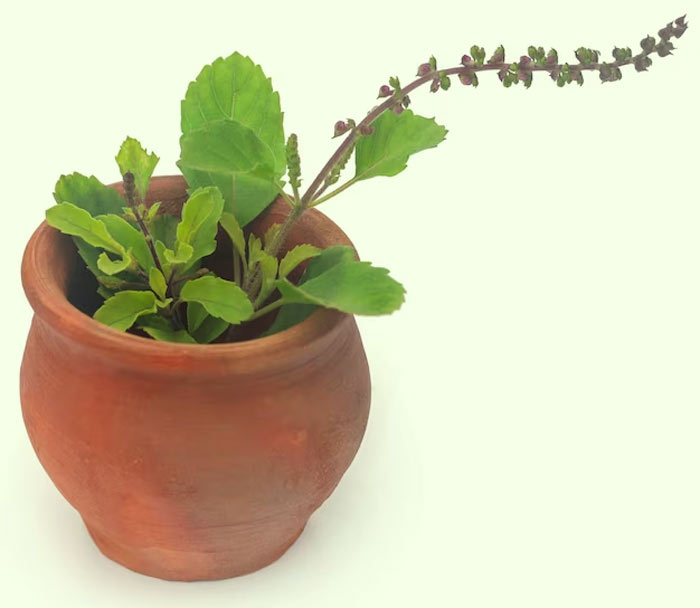 how to protect tulsi plant in winter