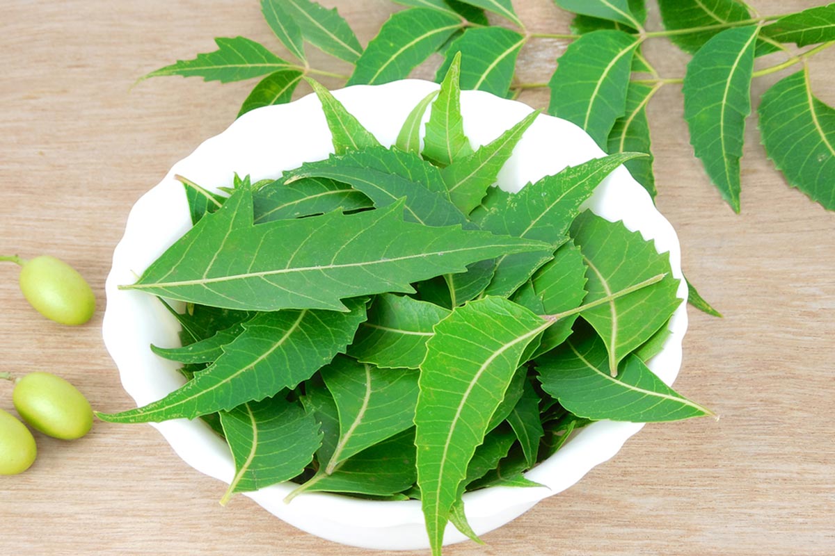 neem leaves precautions