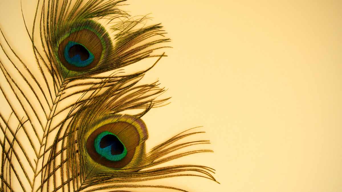 peacock feathers for wealth