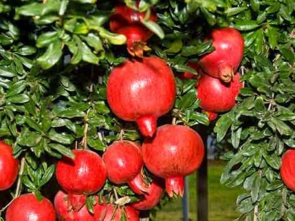 pomegranate tree cae exlst cdadd