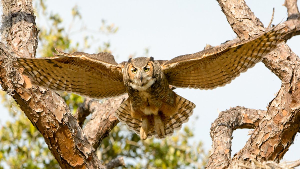 ullu dikhne ka kya matlab hota hai