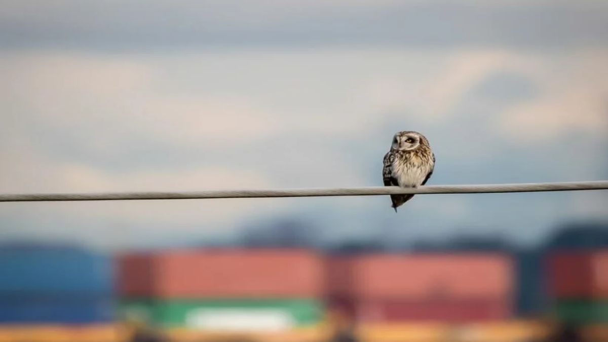ullu dikhne ka matlab kya hai