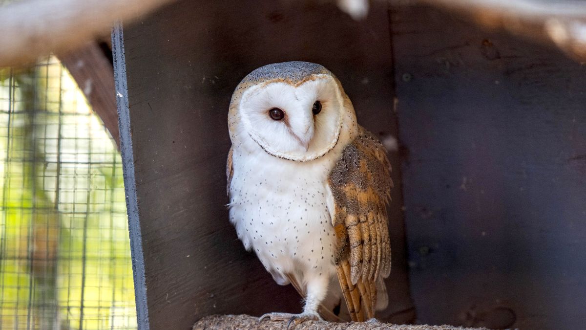 what happens if we adopt owl at home