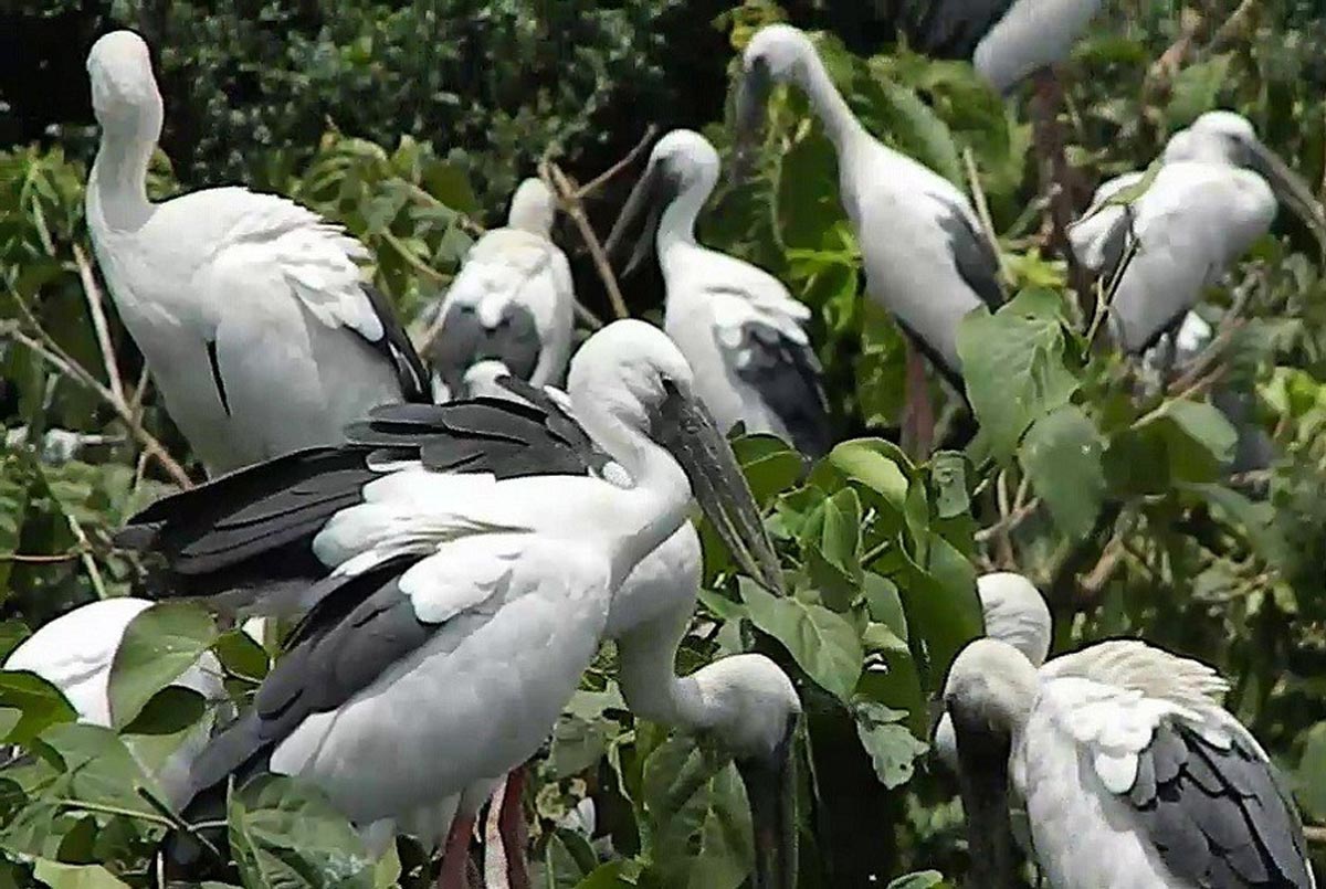 Gudavi birds sanctuary