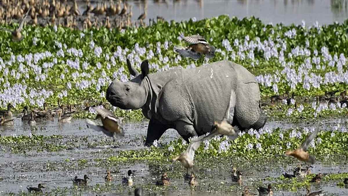 Pobitora Wildlife Sanctuary