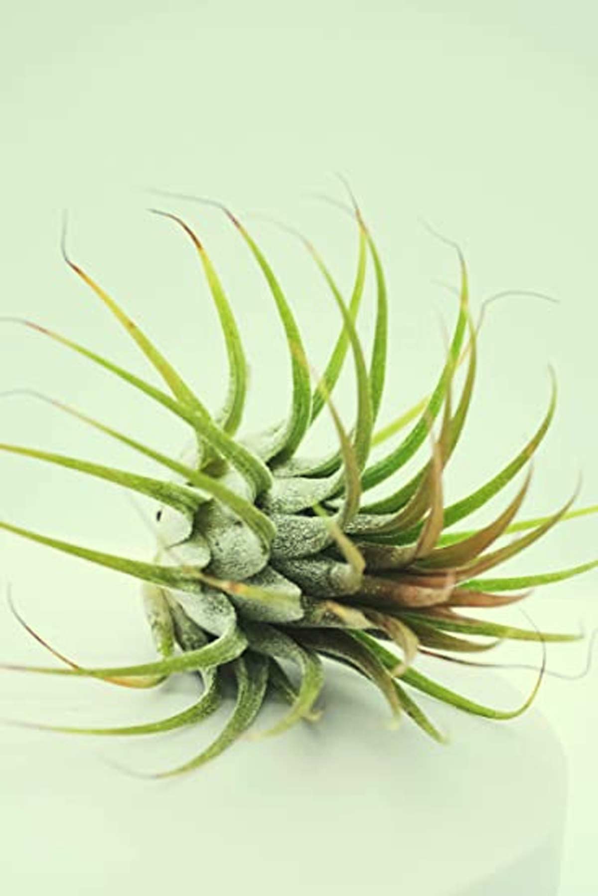air plant ke liye tips