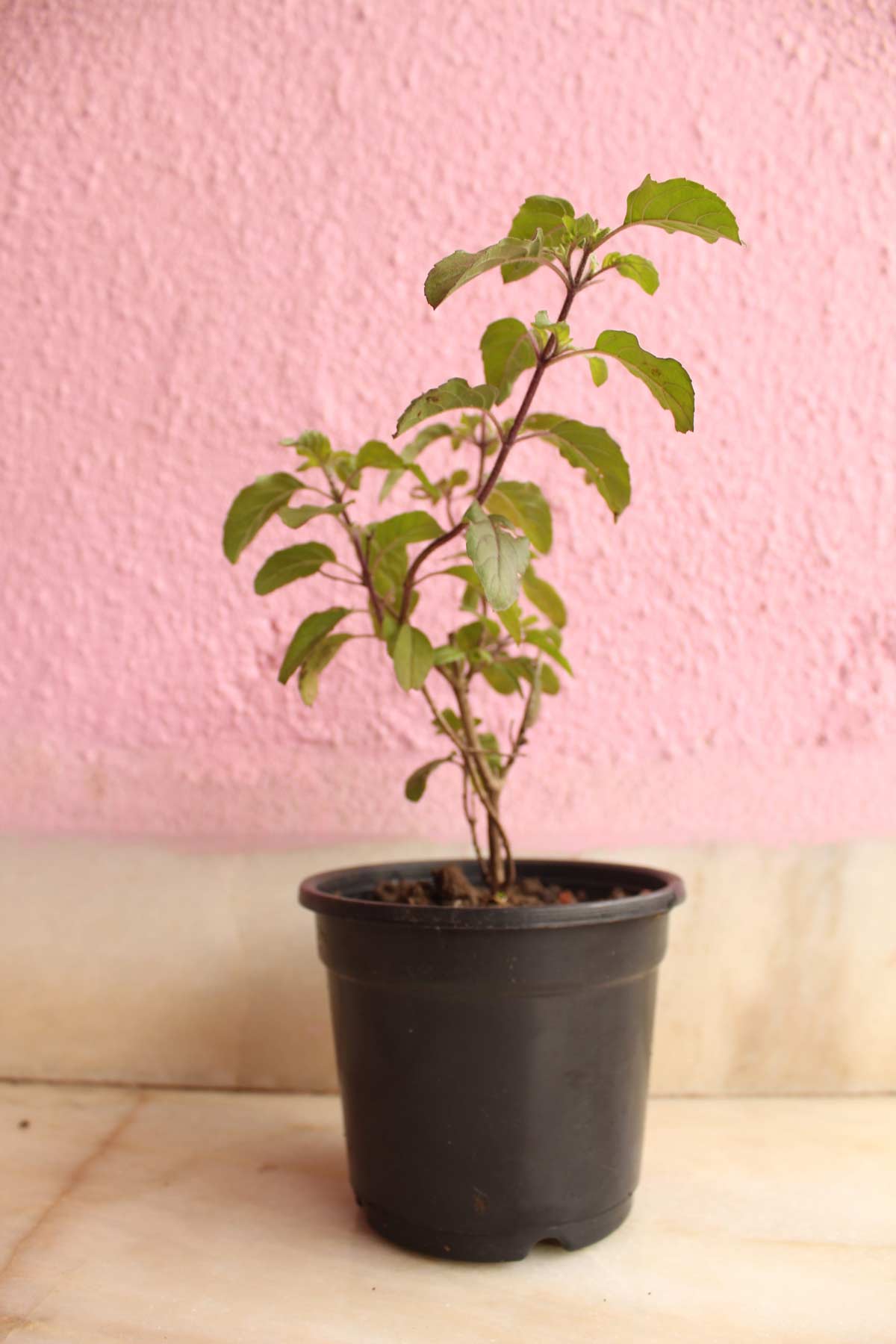 astrology of basil pot