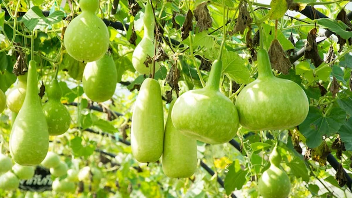 bottle gourd juice health benefits