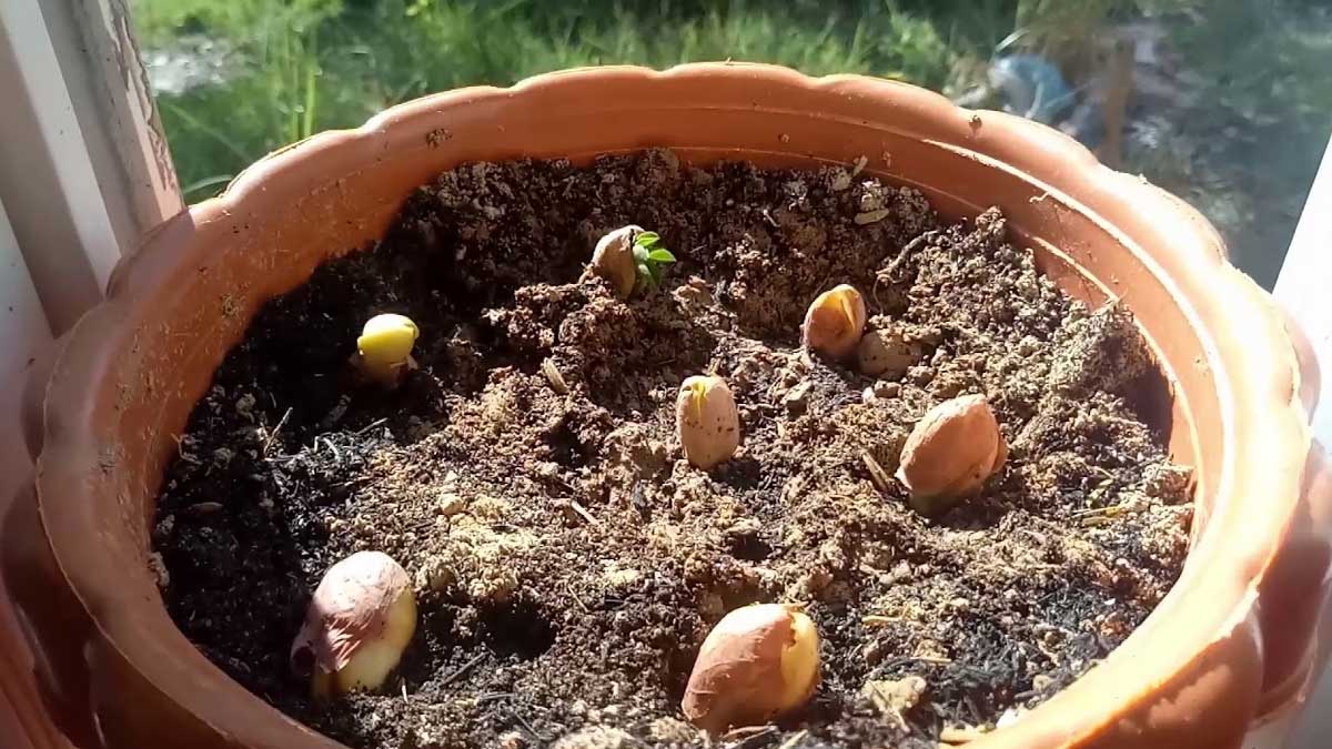easy tips to grow peanut plant in hindi