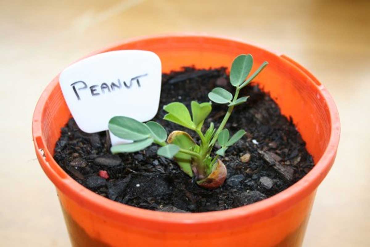 easy tips to grow peanut plant
