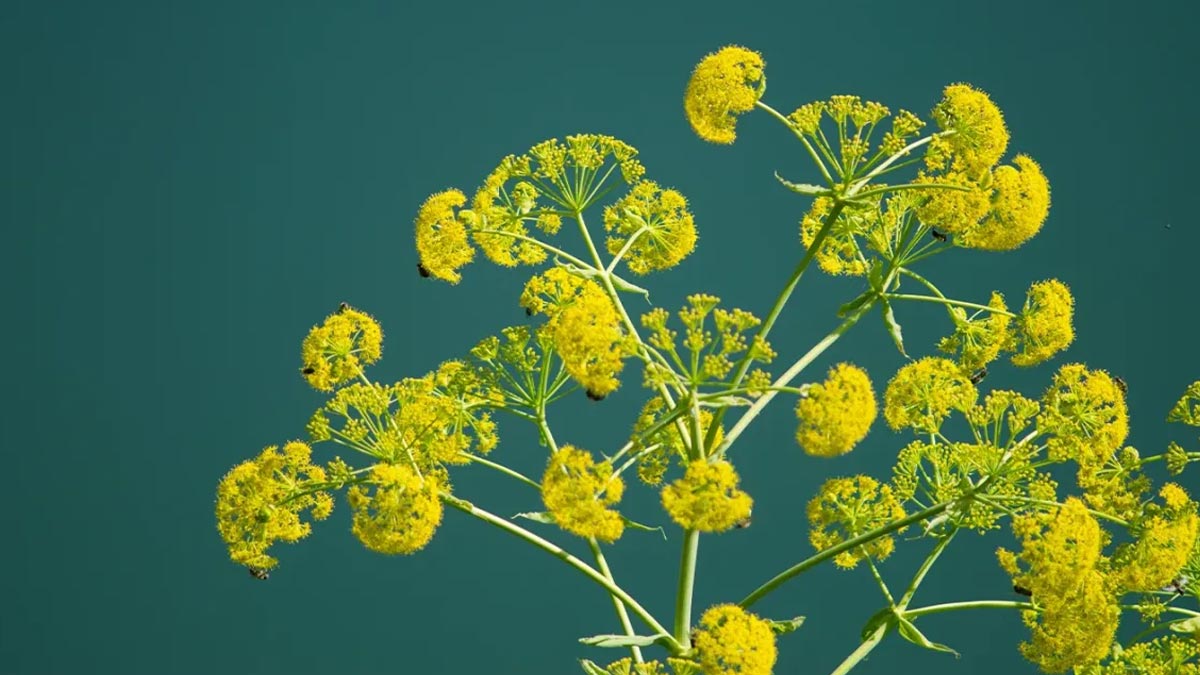 hing and its making process