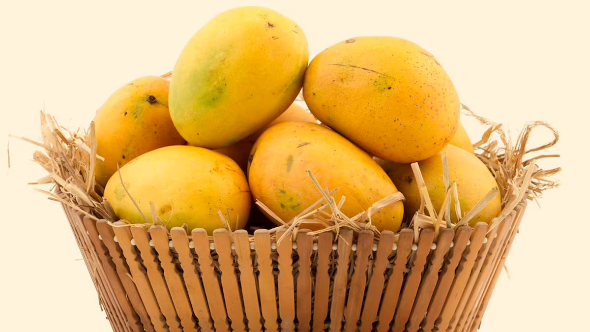 mango fruit fro spring season