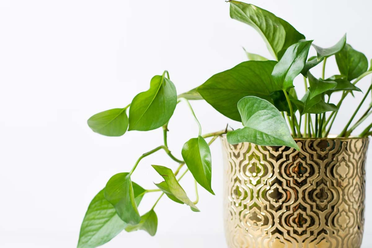 money plant is good for home