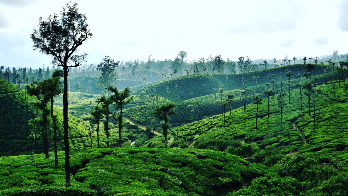 scenic view of valparai