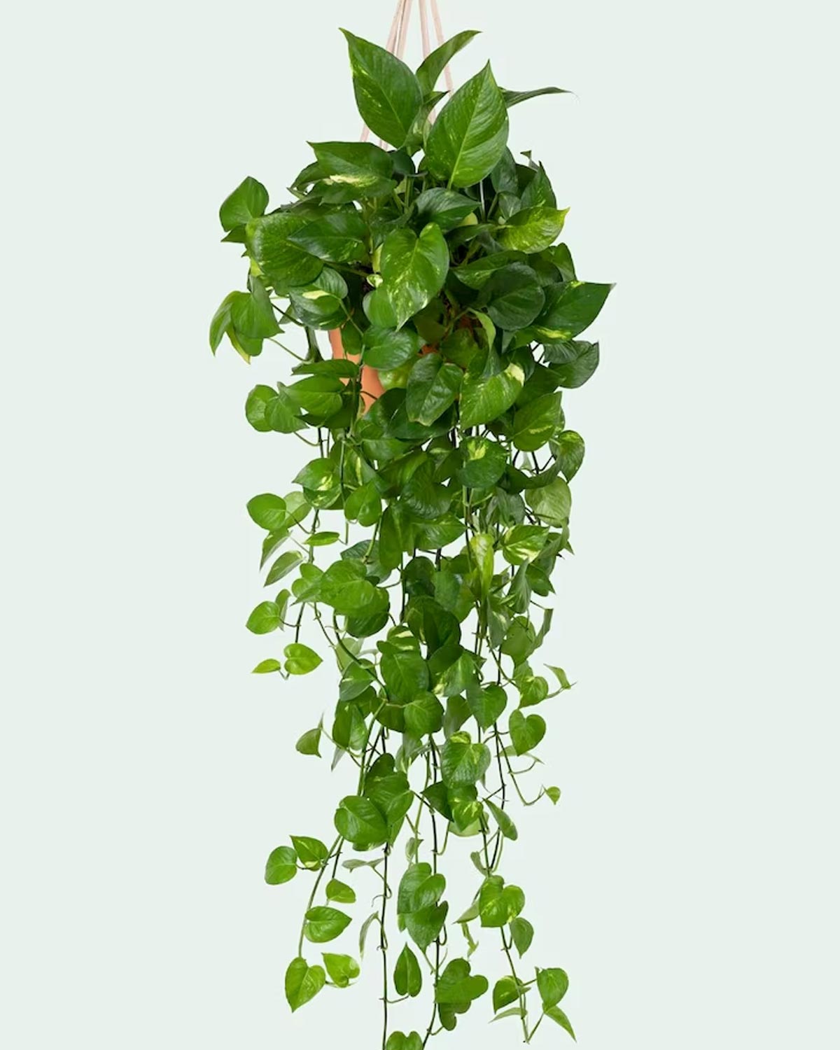 what is spider plant